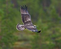 Fischadler - Zum Vergroessern klicken!